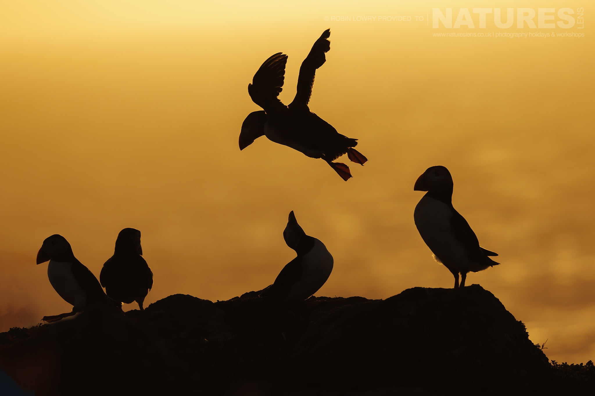 Skomer always has the potential for delivering something spectacular at sunset - this image was captured during the NaturesLens Comical Puffins of Skomer Island photography holiday