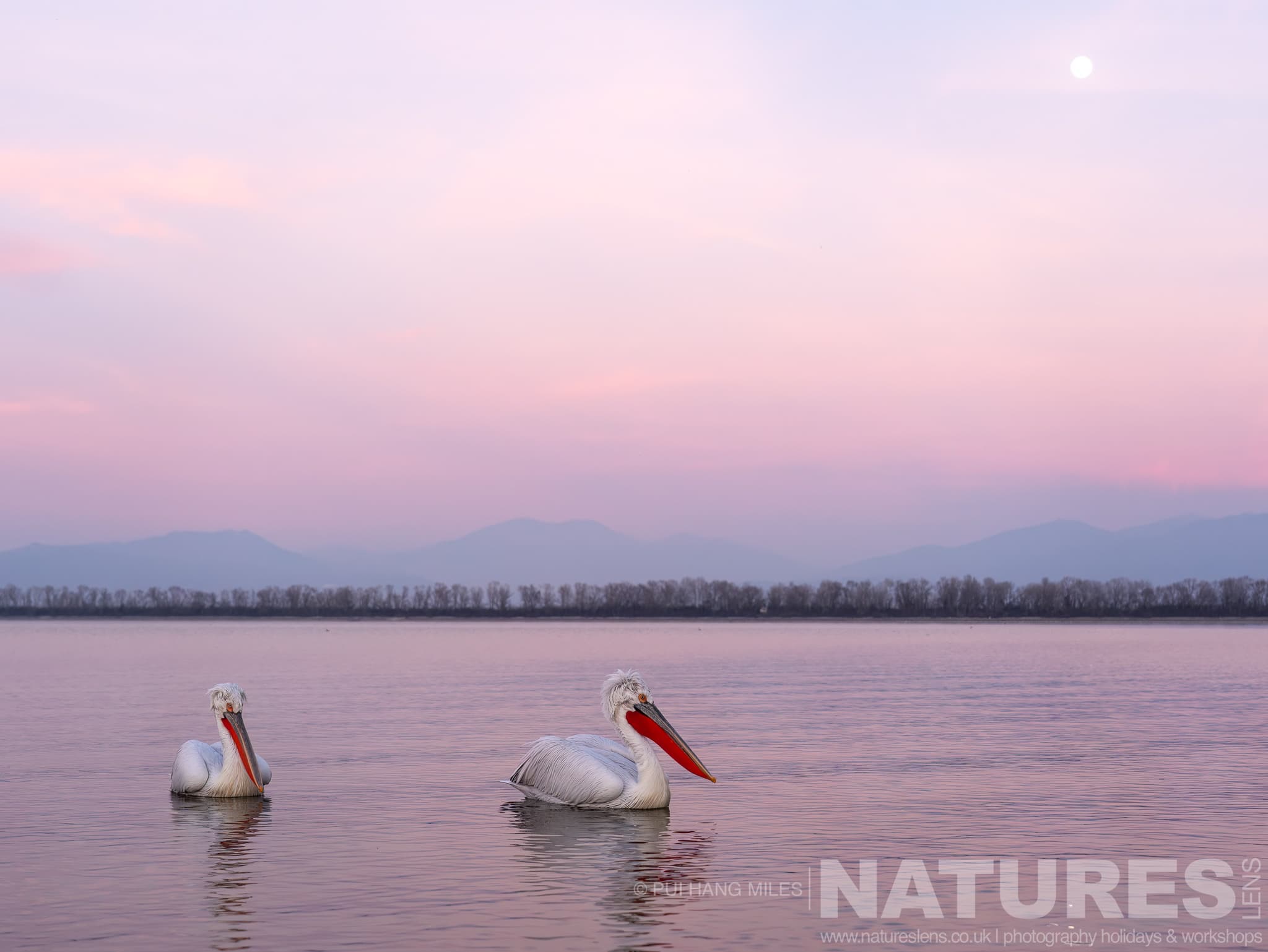 A duo of the Dalmatian Pelicans of Greece drifting on the waters of Lake Kerkini under the moon