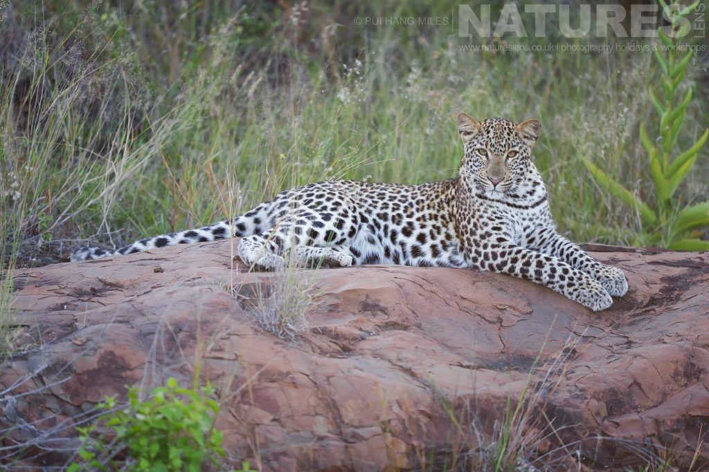 Photograph the Wildlife of Zimanga