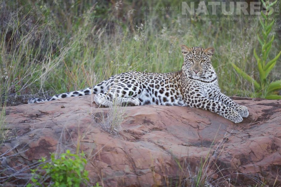 A Female Leopard Lounging On A Rock As Photographed During The Natureslens Zimanga Wildlife Hides And Safaris Photography Holiday