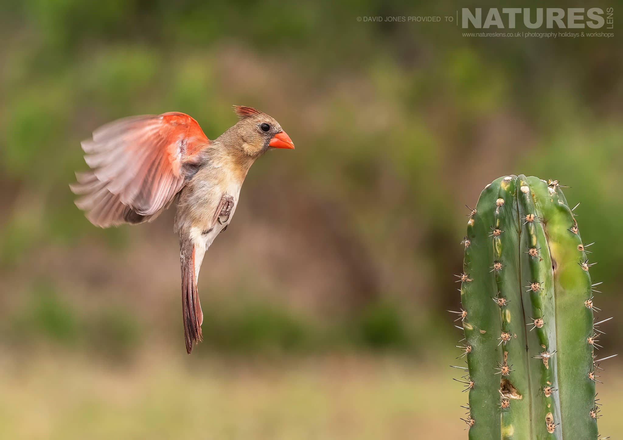 An image typical of those that you should be able to capture during our Birdlife of Texas photography holiday 