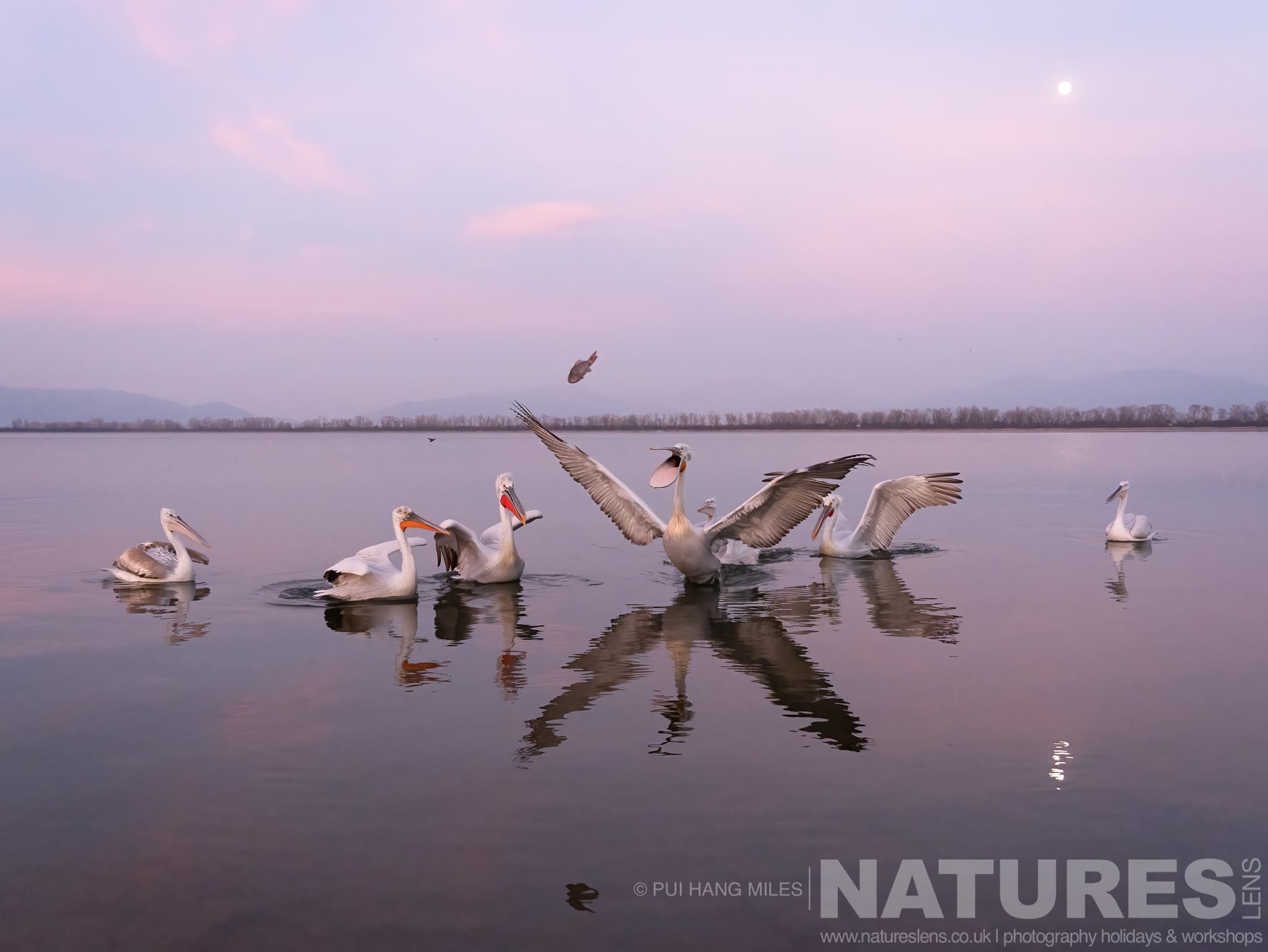 A group of the Dalmatian Pelicans of Greece at the shoreline of Lake Kerkini