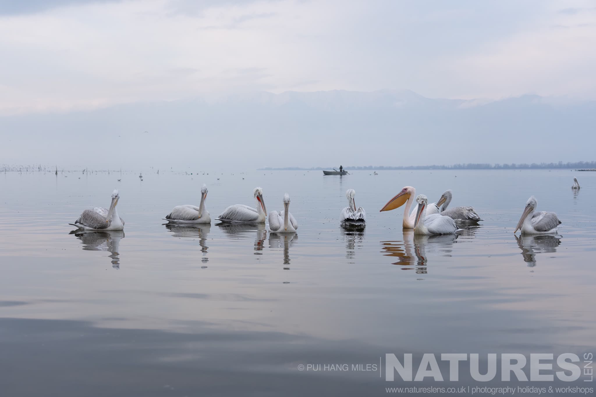 A Group Of The Pelicans Of Lake Kerkini Drifting On The Waters Of Lake Kerkini
