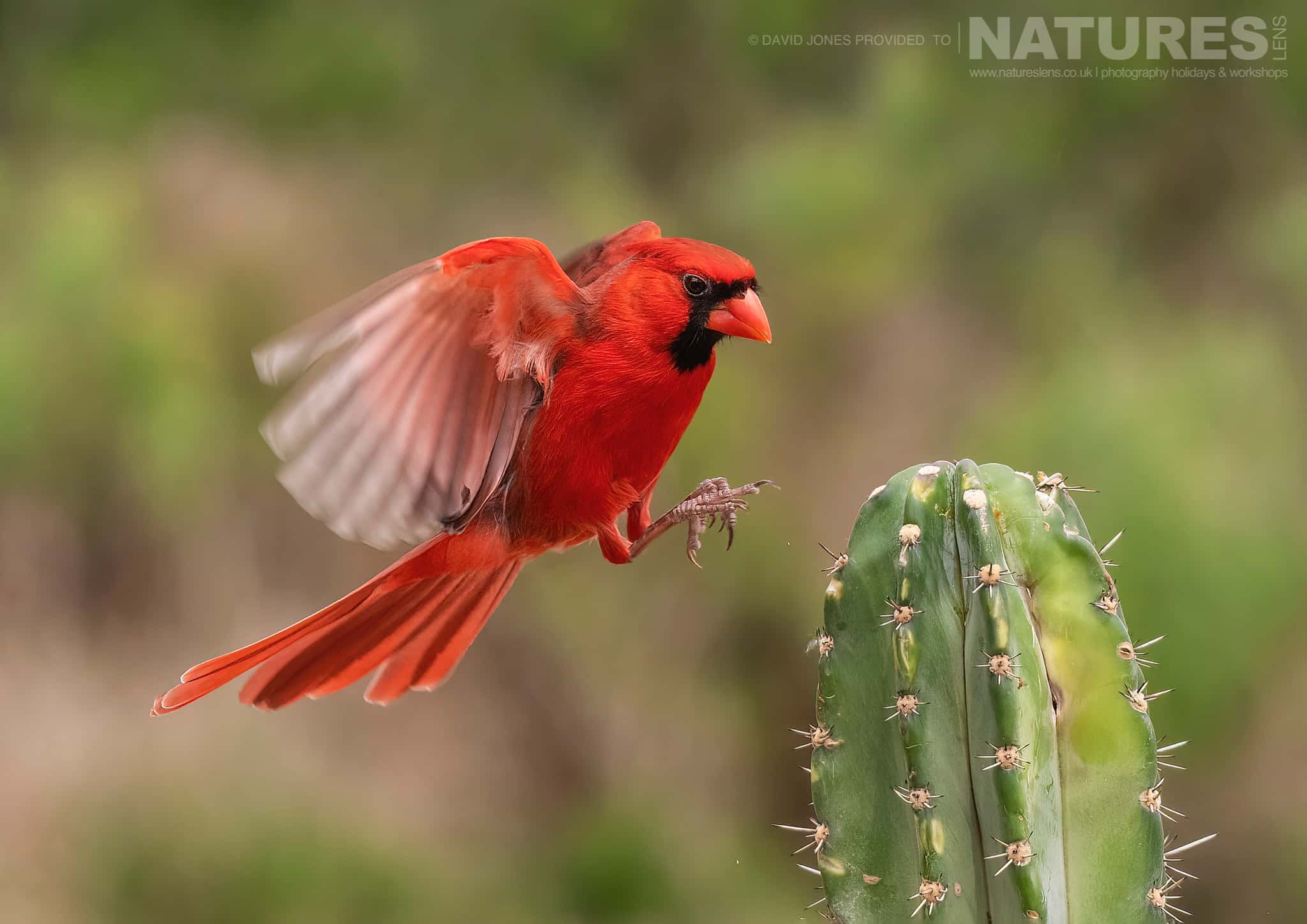 An image typical of those that you should be able to capture during our Birdlife of Texas photography holiday 