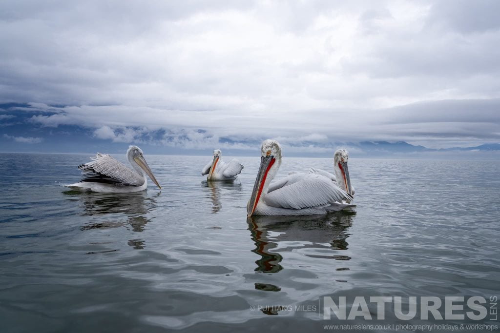 A Quartet Of The Dalmatian Pelicans Of Greece Drifting On The Waters Of Lake Kerkini