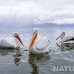 Dalmatian Pelican Photography – Winter Small Group Photography In Greece