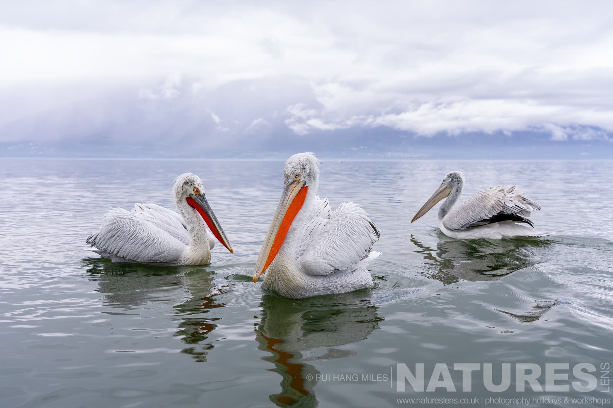A Trio Of The Dalmatian Pelicans Of Greece Drifting On The Waters Of Lake Kerkini