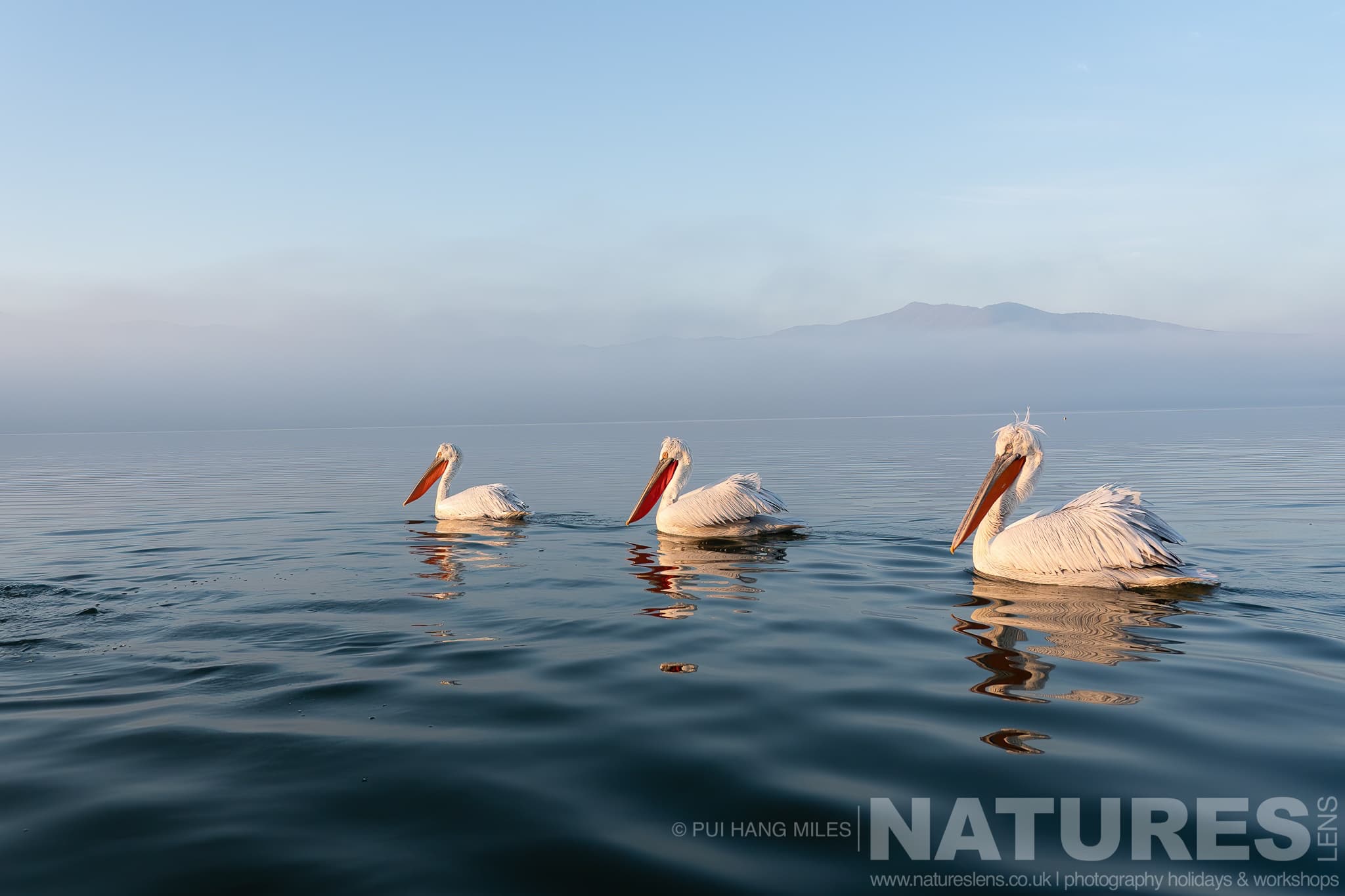 A Trio Of The Pelicans Of Lake Kerkini Drifting On The Calm Waters Of Lake Kerkini