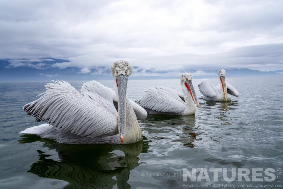 A Trio Of The Pelicans Of Lake Kerkini Drifting On The Waters Of Lake Kerkini