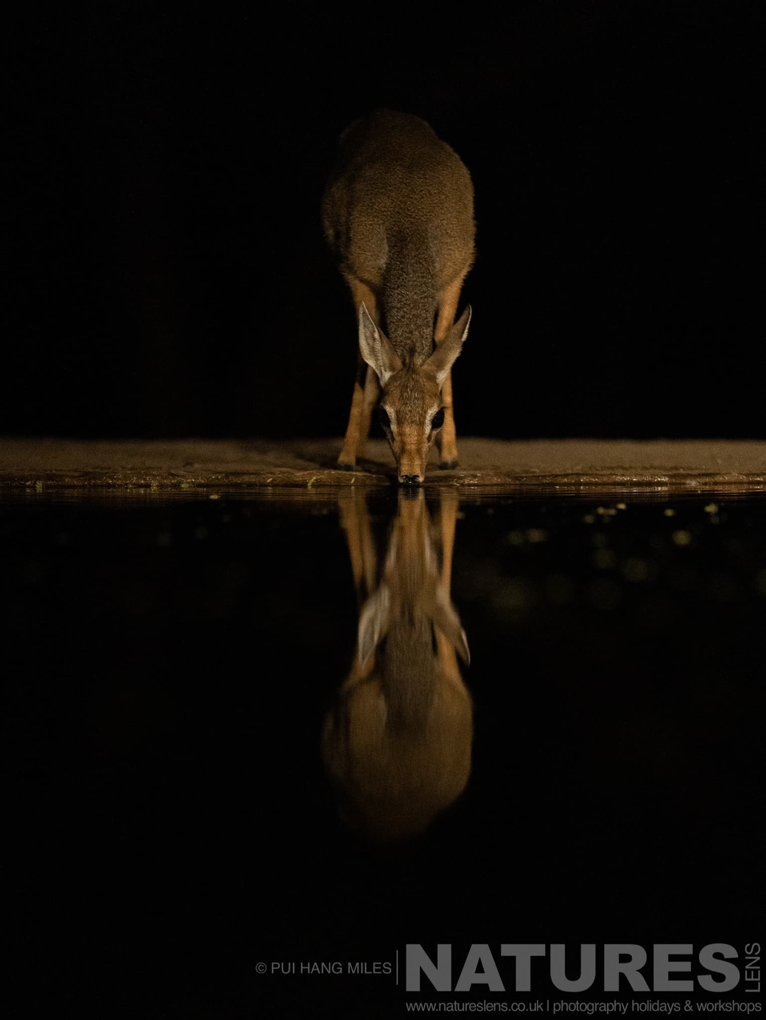 An image typical of those which we hope you will have opportunities to capture during the African Wildlife by Night & Day photography holiday