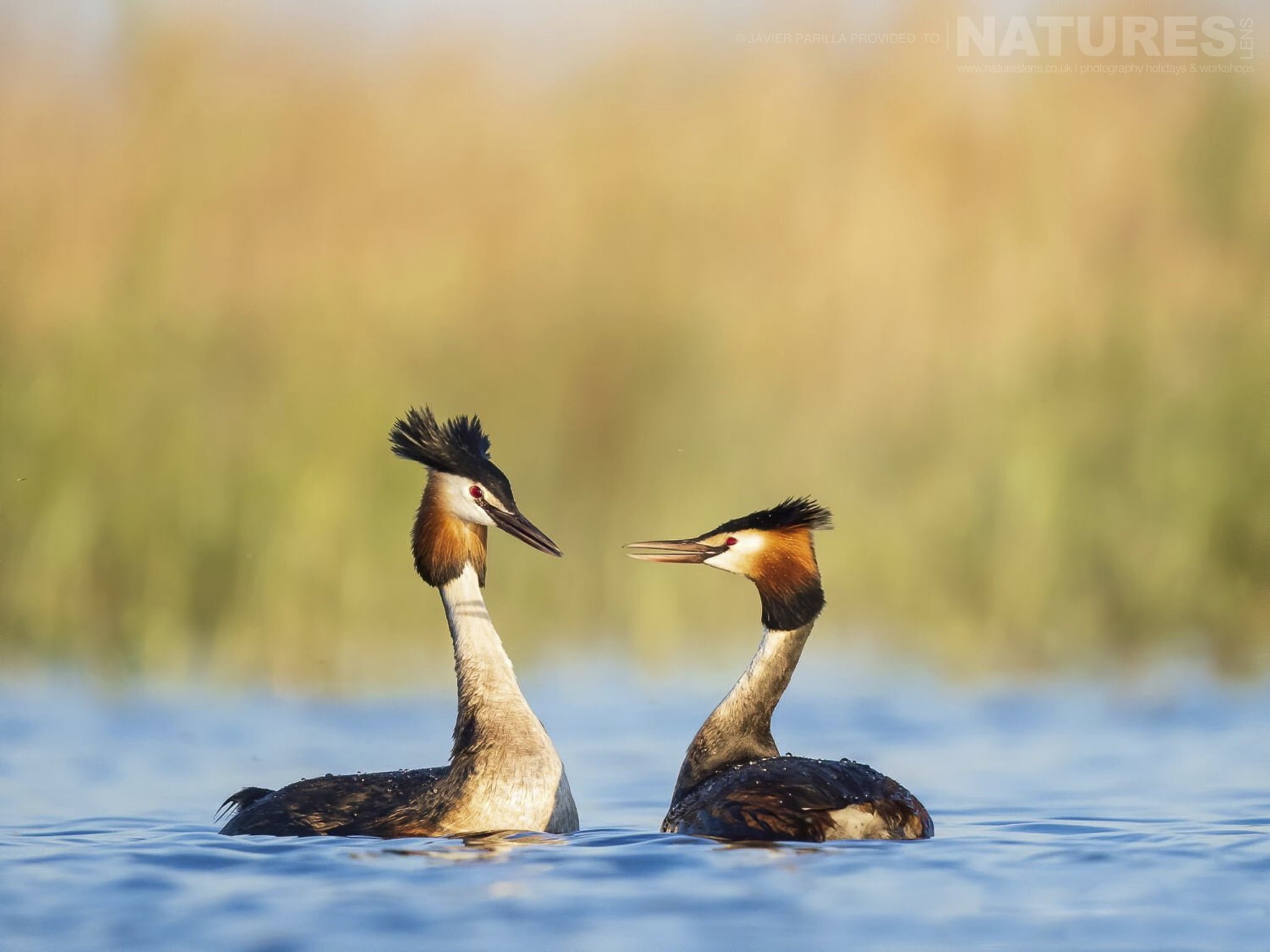 Grebes On The Lagoon Used During The Natureslens Spring Birdlife Of La Mancha Photography Holiday In Spain Two Great Crested Grebes Facing Each Other On Blue Water In Front Of Golden Reeds