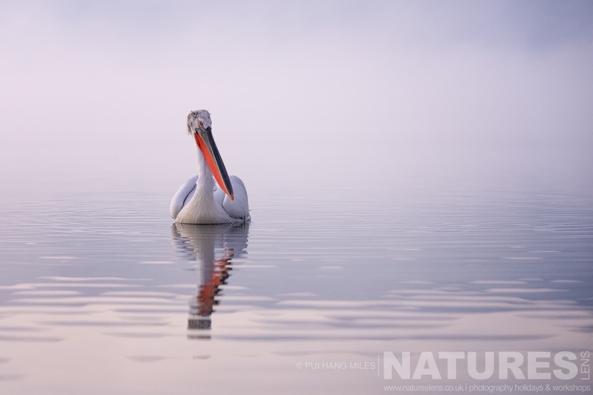 One of the Dalmatian Pelicans of Greece drifts on the waters of Lake Kerkini