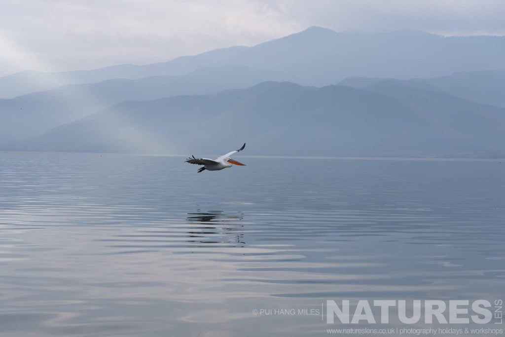 One Of The Dalmatian Pelicans Of Greece Flies Over The Waters Of Lake Kerkini Dalmatian Pelican Flying Low Over The Water Of Lake Kerkini In Greece