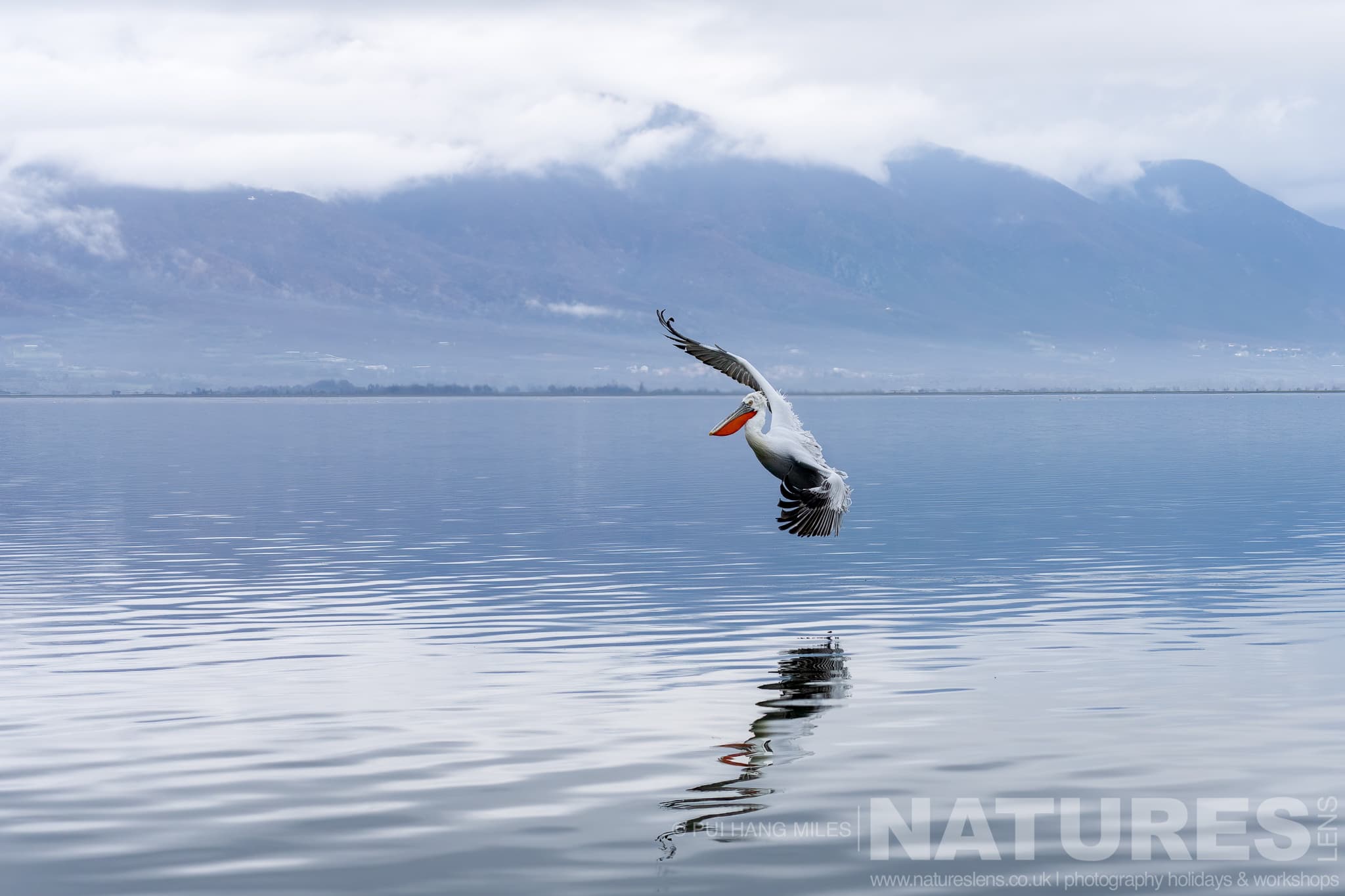 One Of The Dalmatian Pelicans Of Greece Flying Over The Waters Of Lake Kerkini