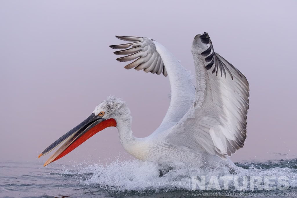One Of The Dalmatian Pelicans Of Greece Makes A Splash As It Lands On The Waters Of Lake Kerkini Dalmatian Pelican Making A Splash As It Lands On Lake Kerkini