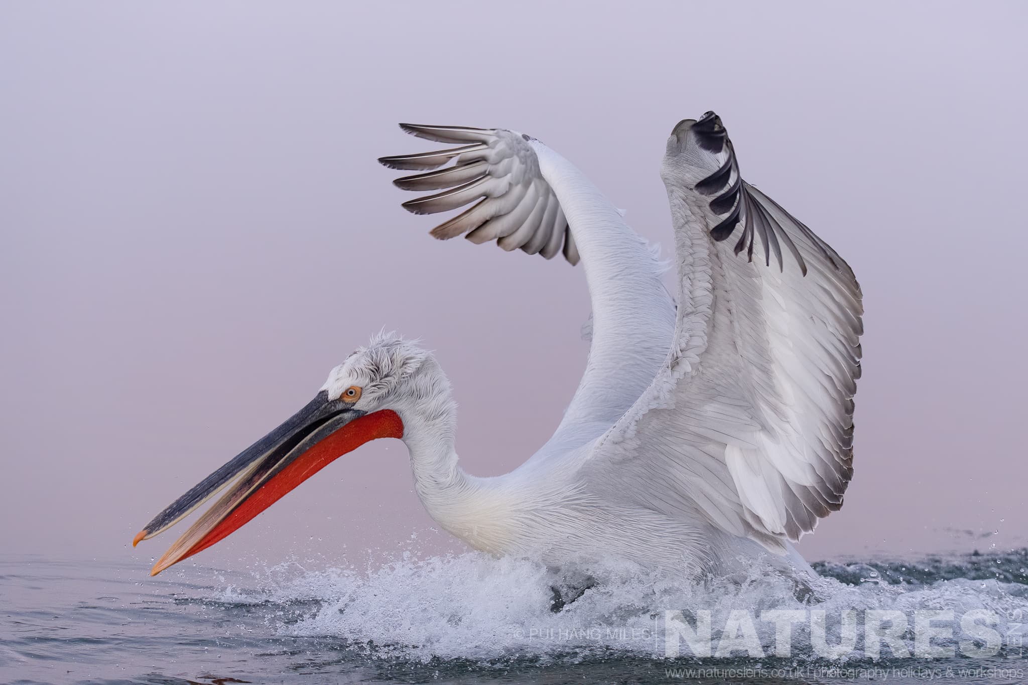 One of the Dalmatian Pelicans of Greece makes a splash as it lands on the waters of Lake Kerkini
