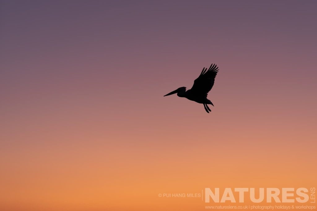 One Of The Dalmatian Pelicans Of Greece Silhouetted As It Flies In The Sky Above Lake Kerkini At Sunrise A Dalmatian Pelican Silhouetted Against The Sky Above Lake Kerkini At Sunrise