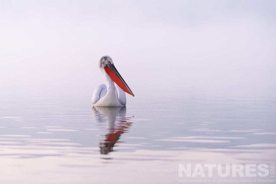 One Of The Pelicans Of Lake Kerkini Drifting On The Still Waters Of Lake Kerkini