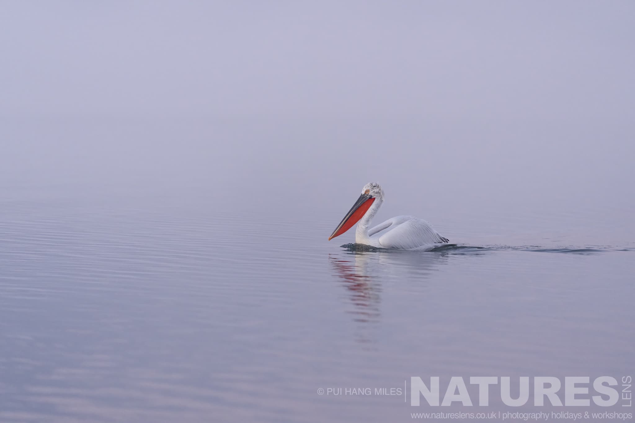 One Of The Pelicans Of Lake Kerkini Drifting On The Waters Of Lake Kerkini