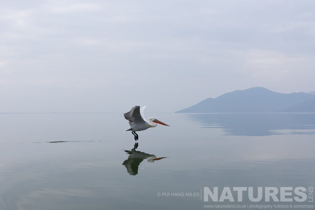 One Of The Pelicans Of Lake Kerkini Flying Over The Waters Of Lake Kerkini With It Reflection Beneath A Dalmatian Pelican Flying Low Over Lake Kerkini With Its Reflection Beneath