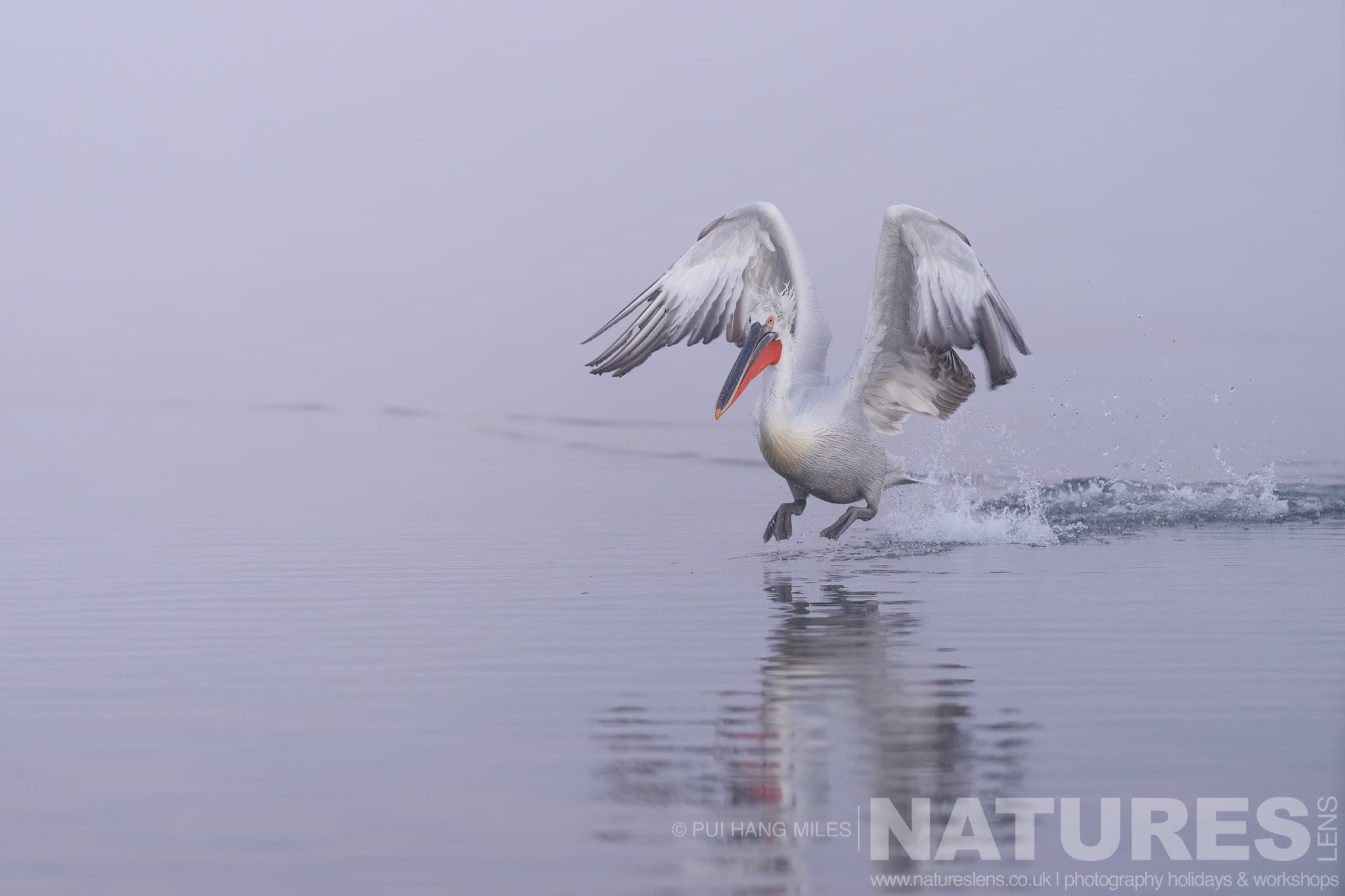 One Of The Pelicans Of Lake Kerkini Landing On The Waters Of Lake Kerkini