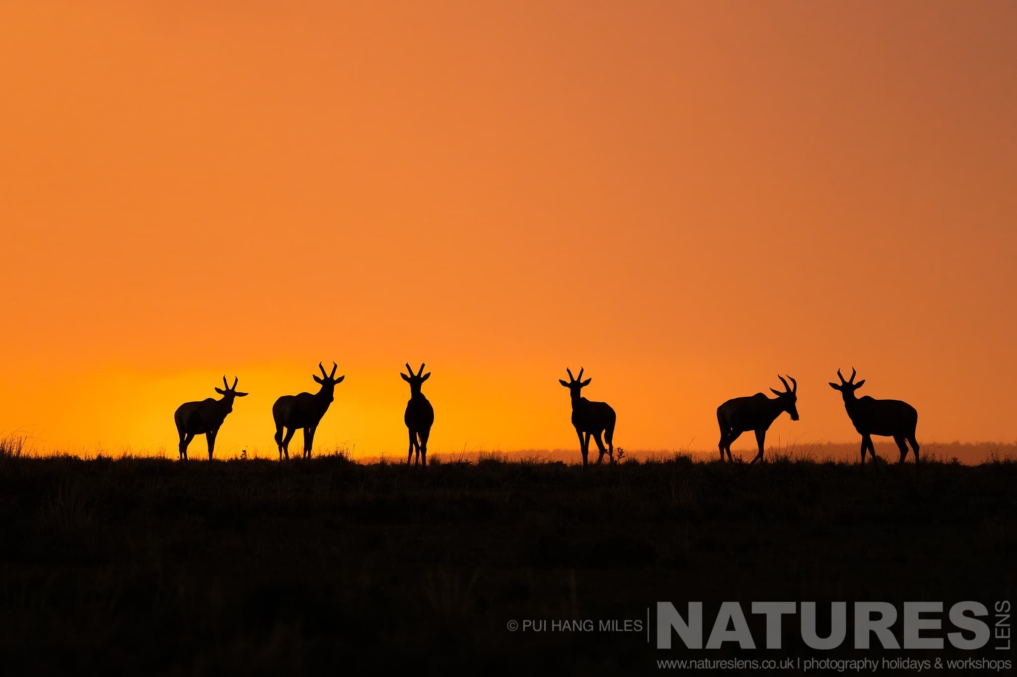 A Group Of Six Topi Silhouetted At Sunrise photographed at the locations used for the Ultimate African Wildlife photography holiday