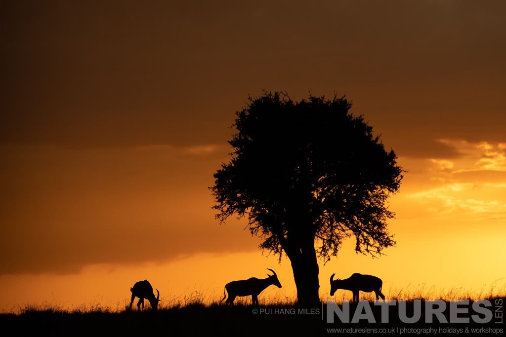 A Group Of Topi Around A Tree All Silhouetted At Sunrise Photographed During A Natureslens Photography Holiday To Photograph The Wildlife Of The Maasai Mara A Group Of Topi Silhouetted Around A Tree At Sunrise In The Maasai Mara