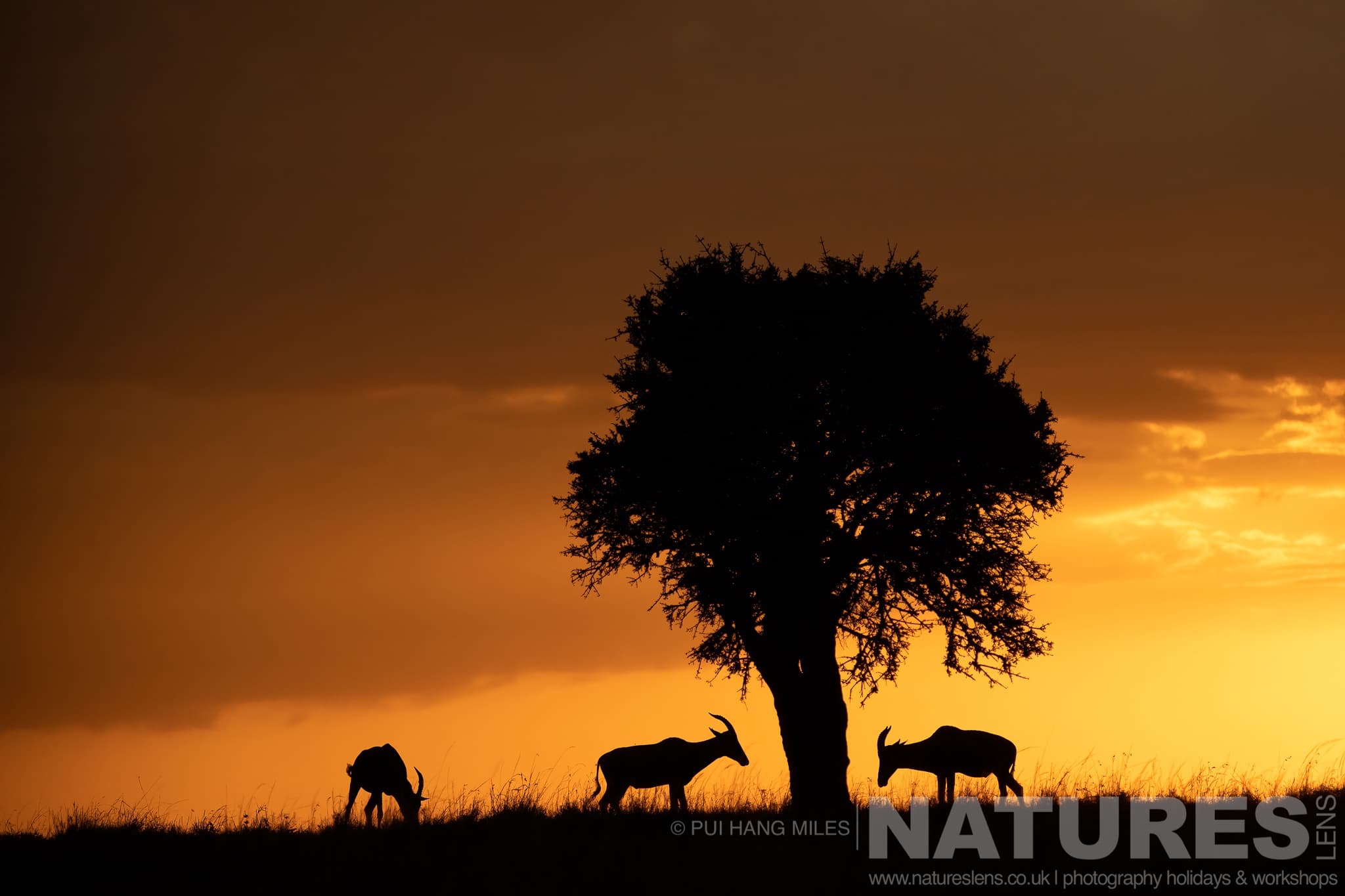 A Group Of Topi Around A Tree All Silhouetted At Sunrise Photographed At The Locations Used For The Ultimate African Wildlife Photography Holiday