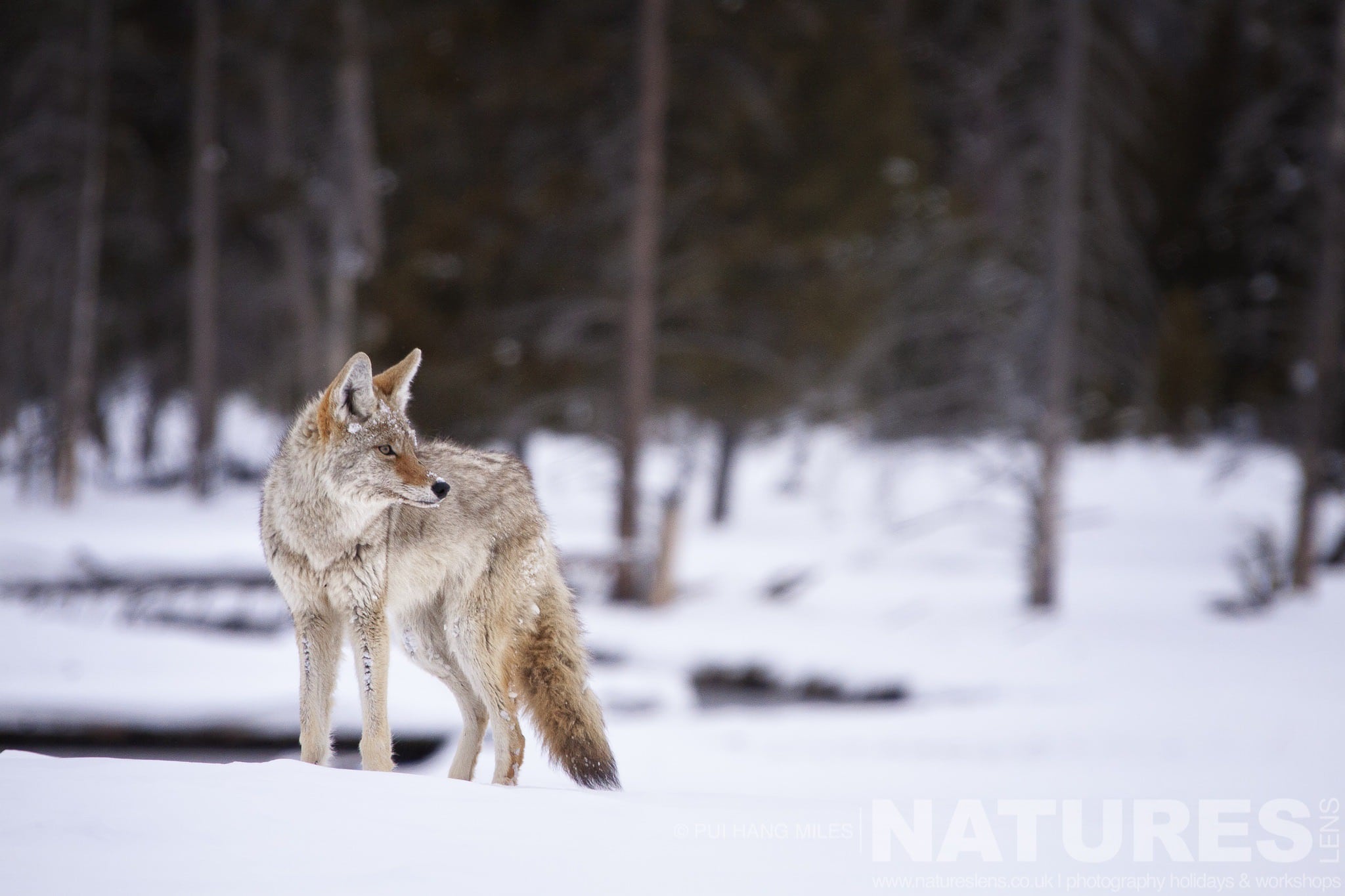 One Of Yellowstone'S Coyote'S Pauses Typical Of The Type Of Image That You Will Capture During The Wildlife Of Yellowstone In Winter Photography Holiday