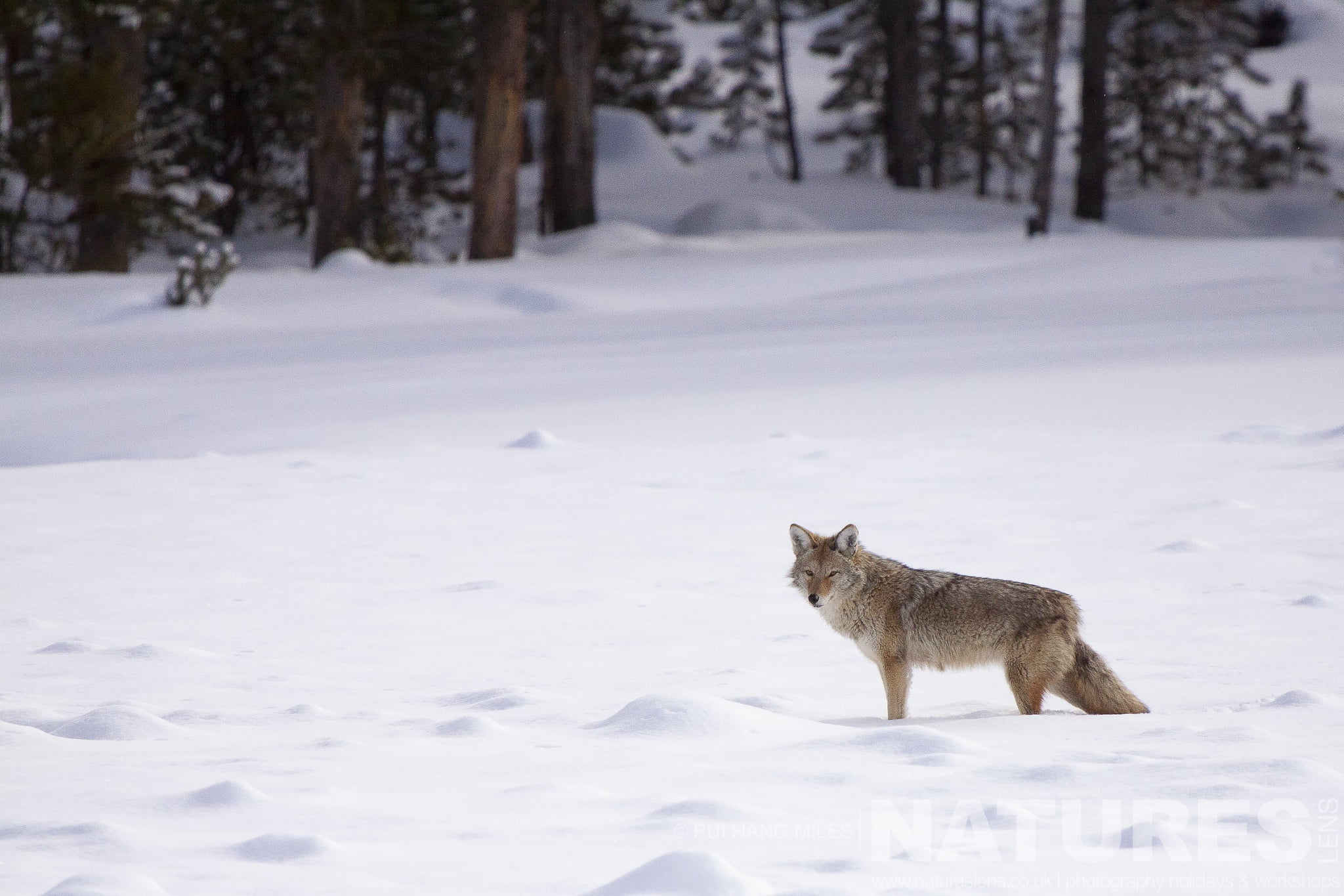 One Of Yellowstone'S Coyotes Pauses As It Crosses The Snowy Landscape Typical Of The Type Of Image That You Will Capture During The Wildlife Of Yellowstone In Winter Photography Holiday