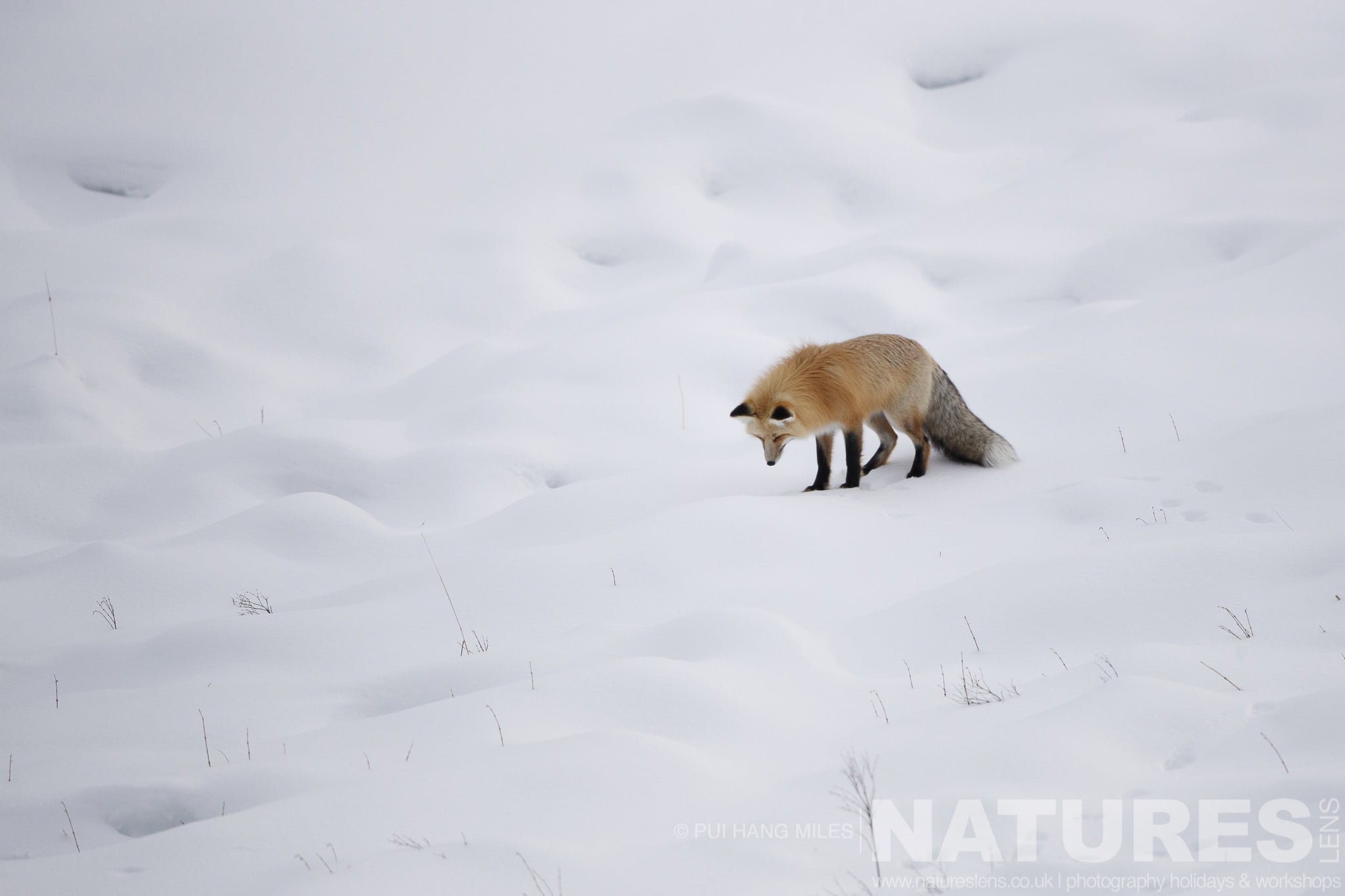 One Of Yellowstone'S Foxes Seeks A Mouse In The Deep Snow Typical Of The Type Of Image That You Will Capture During The Wildlife Of Yellowstone In Winter Photography Holiday
