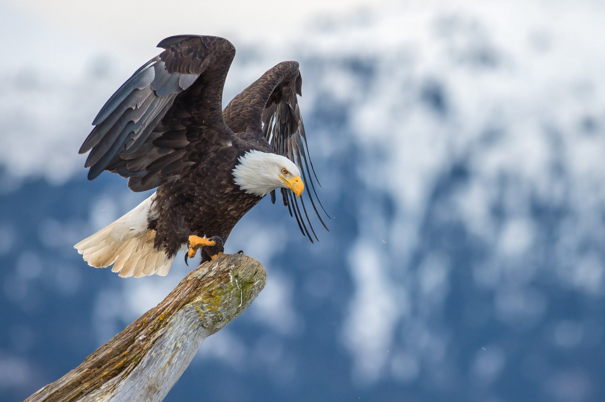 A Bald Eagle Lands On A Fallen Tree The Type Of Image That You Will Be Able To Capture During The Natureslens Bald Eagles & Otters Of Alaska Photography Holiday