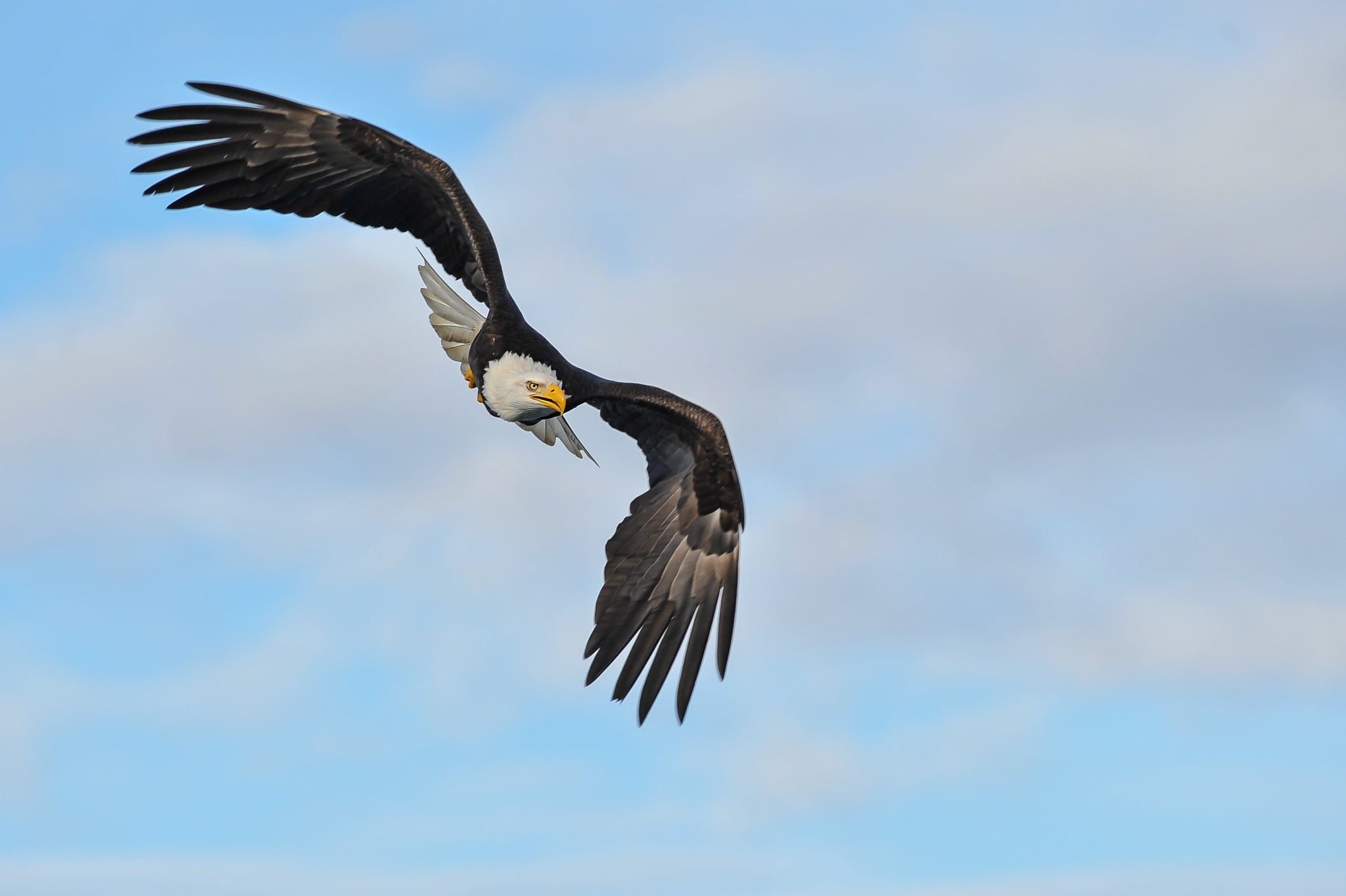 A Bald Eagle Soars Against The Alaskan Sky The Type Of Image That You Will Be Able To Capture During The Natureslens Bald Eagles & Otters Of Alaska Photography Holiday