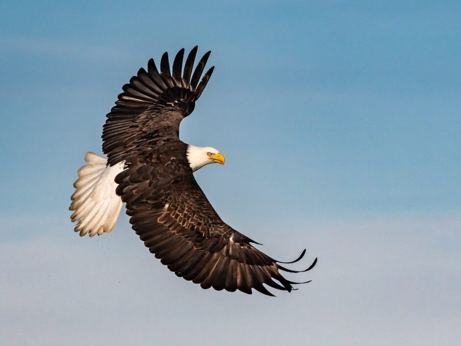 A Bald Eagle Soars Wings Outstretched Against The Alaskan Sky The Type Of Image That You Will Be Able To Capture During The Natureslens Bald Eagles Of Alaska Photography Holiday