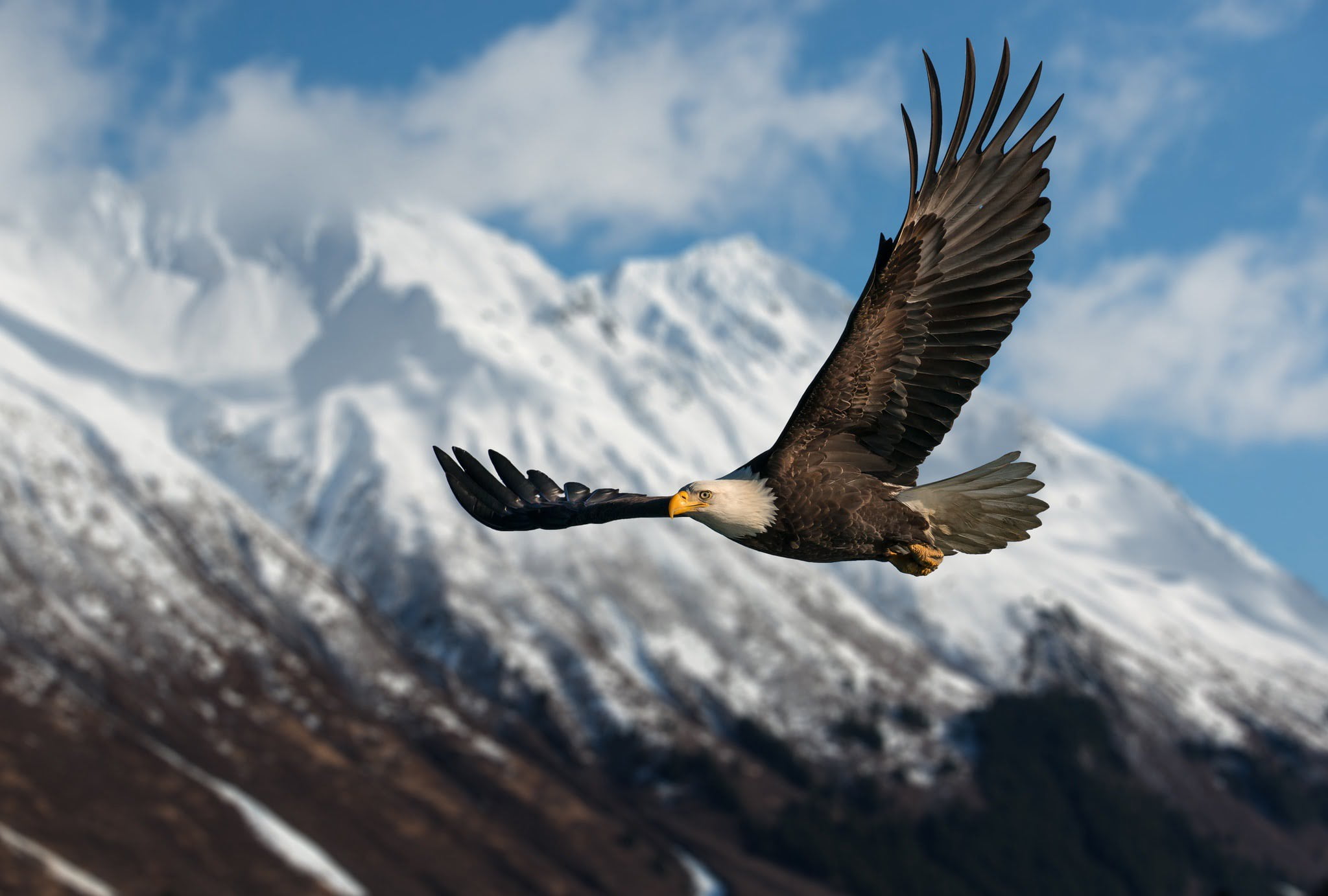 A Bald Eagle soars with the Kenai Mountains behind - the type of image that you will be able to capture during the NaturesLens Bald Eagles & Otters of Alaska Photography Holiday