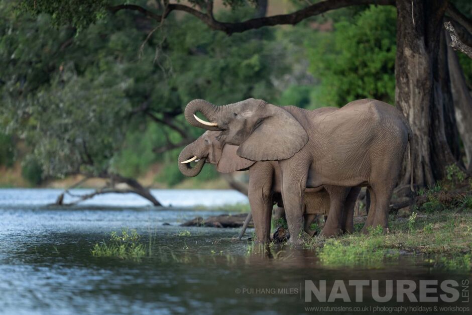 A Family Of Elephants Drinking From The Chobe River Photographed In The Locations Used For The Natureslens Fantastic Wildlife Of The Chobe River Photography Holiday