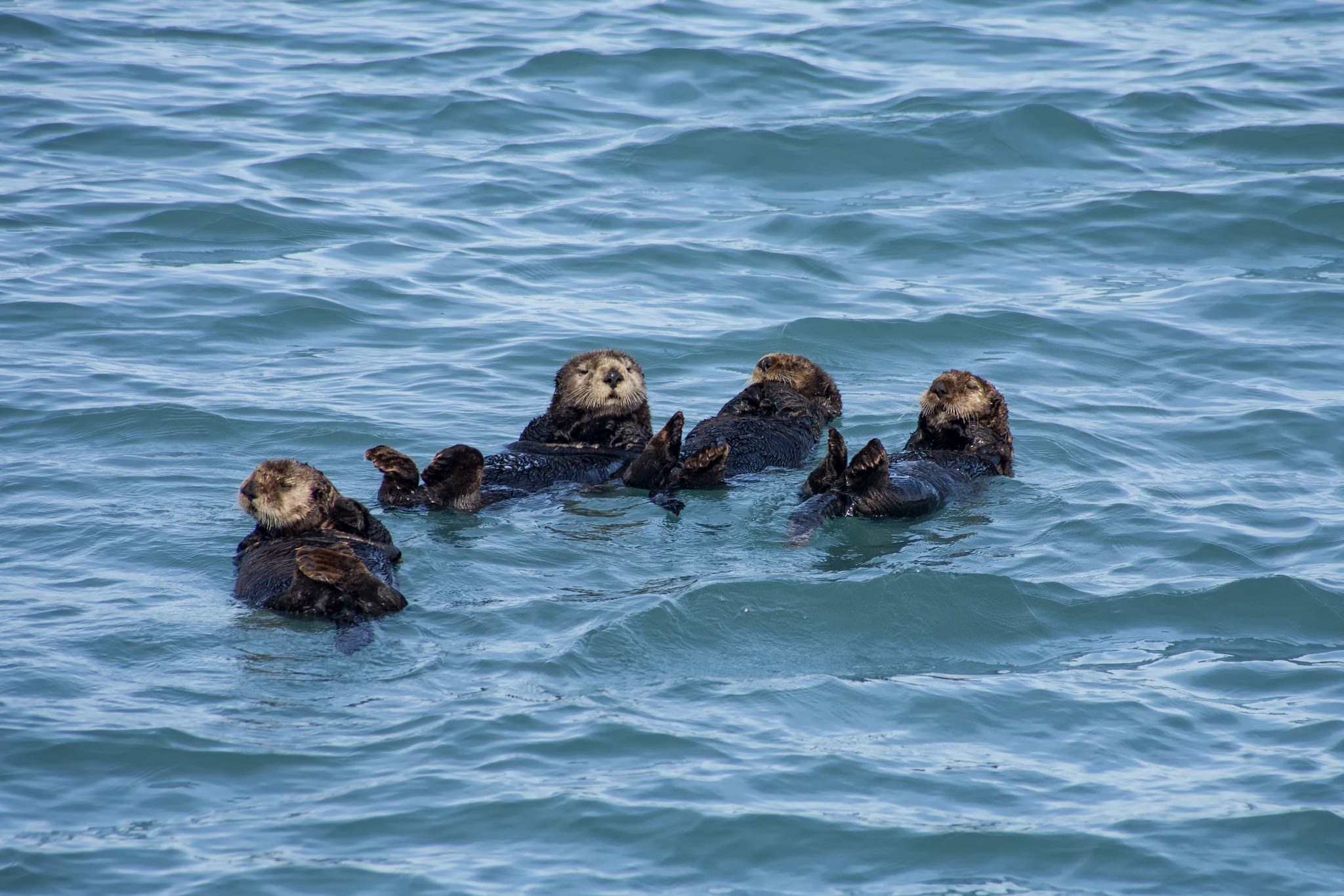 A group of sea otters in the seas off the Kenai Penninsula - the type of image that you will be able to capture during the NaturesLens Bald Eagles & Otters of Alaska Photography Holiday