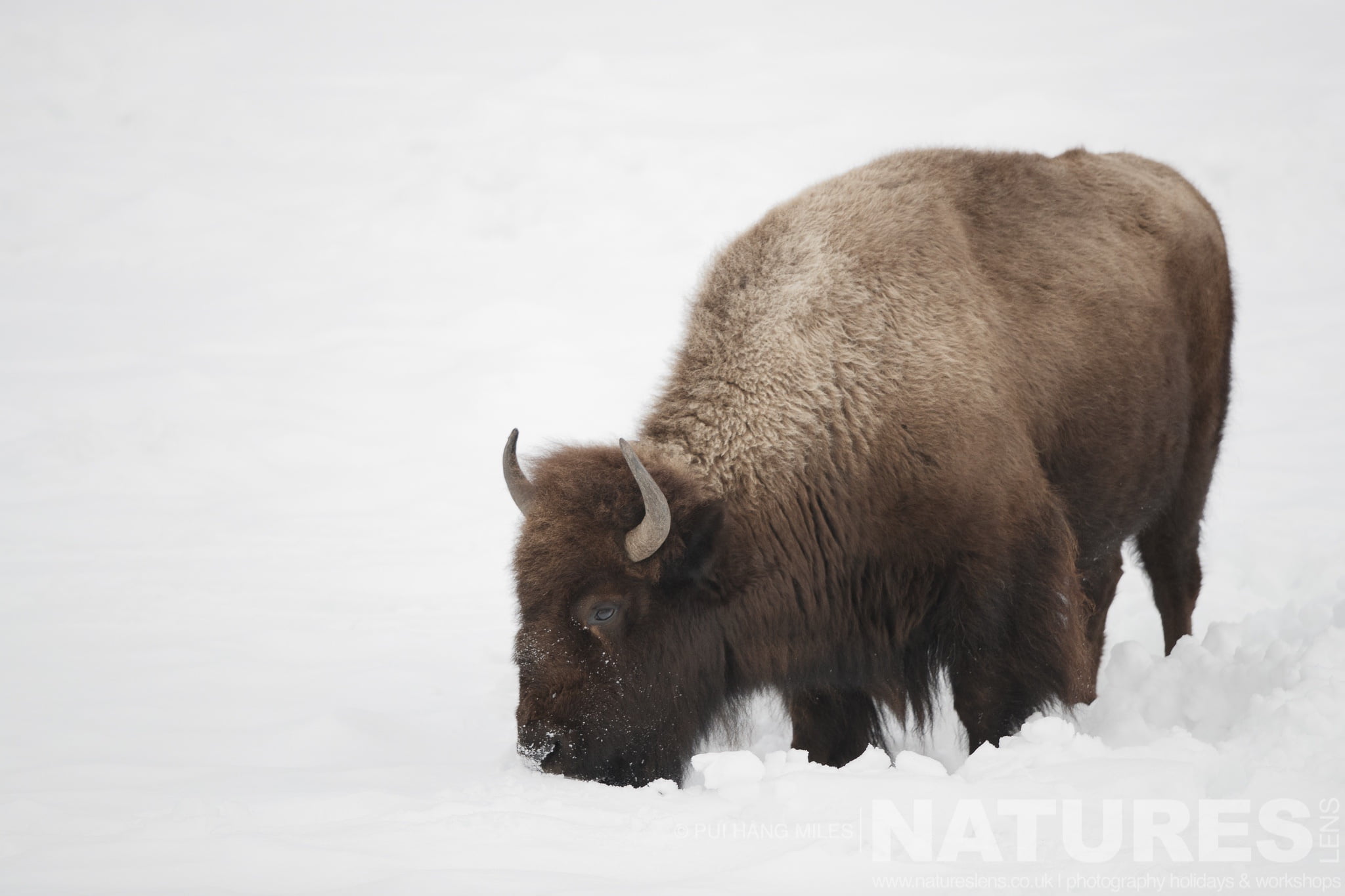 One of Yellowstone's Bison seeking vegetation beneath the snow - typical of the type of image that you will capture during the Wildlife of Yellowstone in Winter Photography Holiday