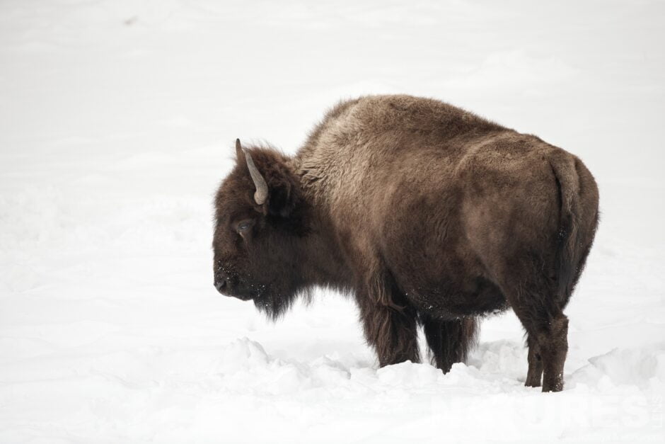 One Of Yellowstone's Bison Standing In The Snow Typical Of The Type Of Image That You Will Capture During The Wildlife Of Yellowstone In Winter Photography Holiday