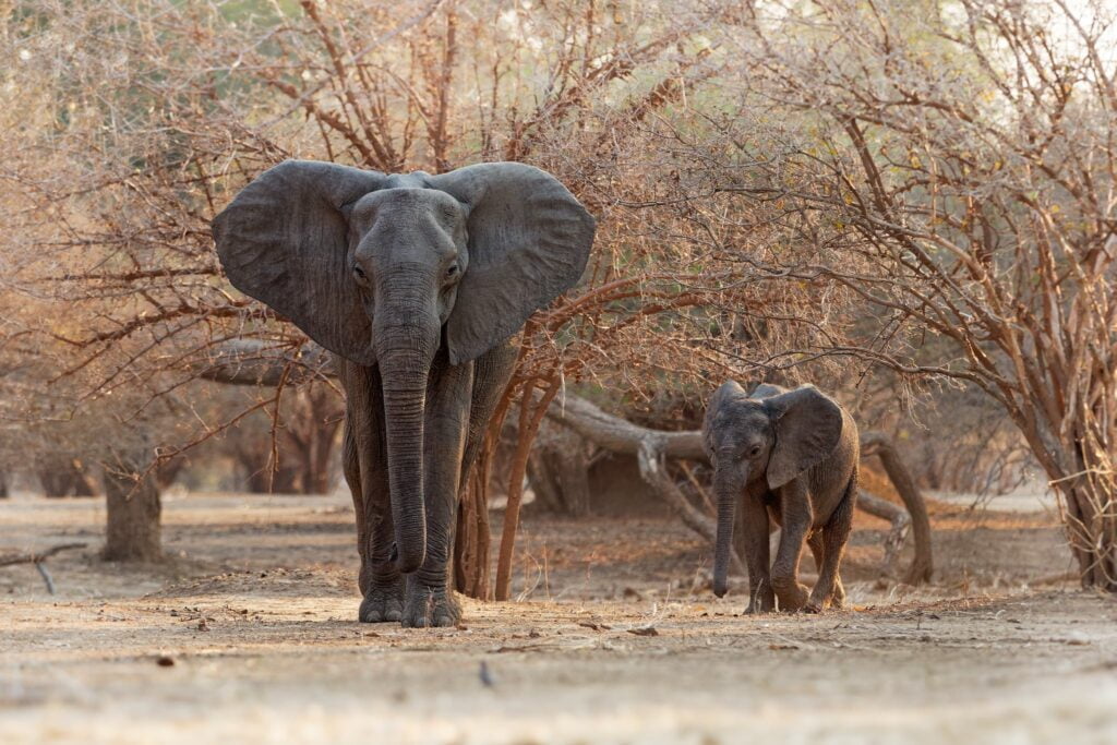 Two Generations Of Elephant Found In Mana Pools Typical Of The Kind Of Image You Will Be Able To Capture During The Natureslens African Wildlife Of Mana Pools Photography Holiday