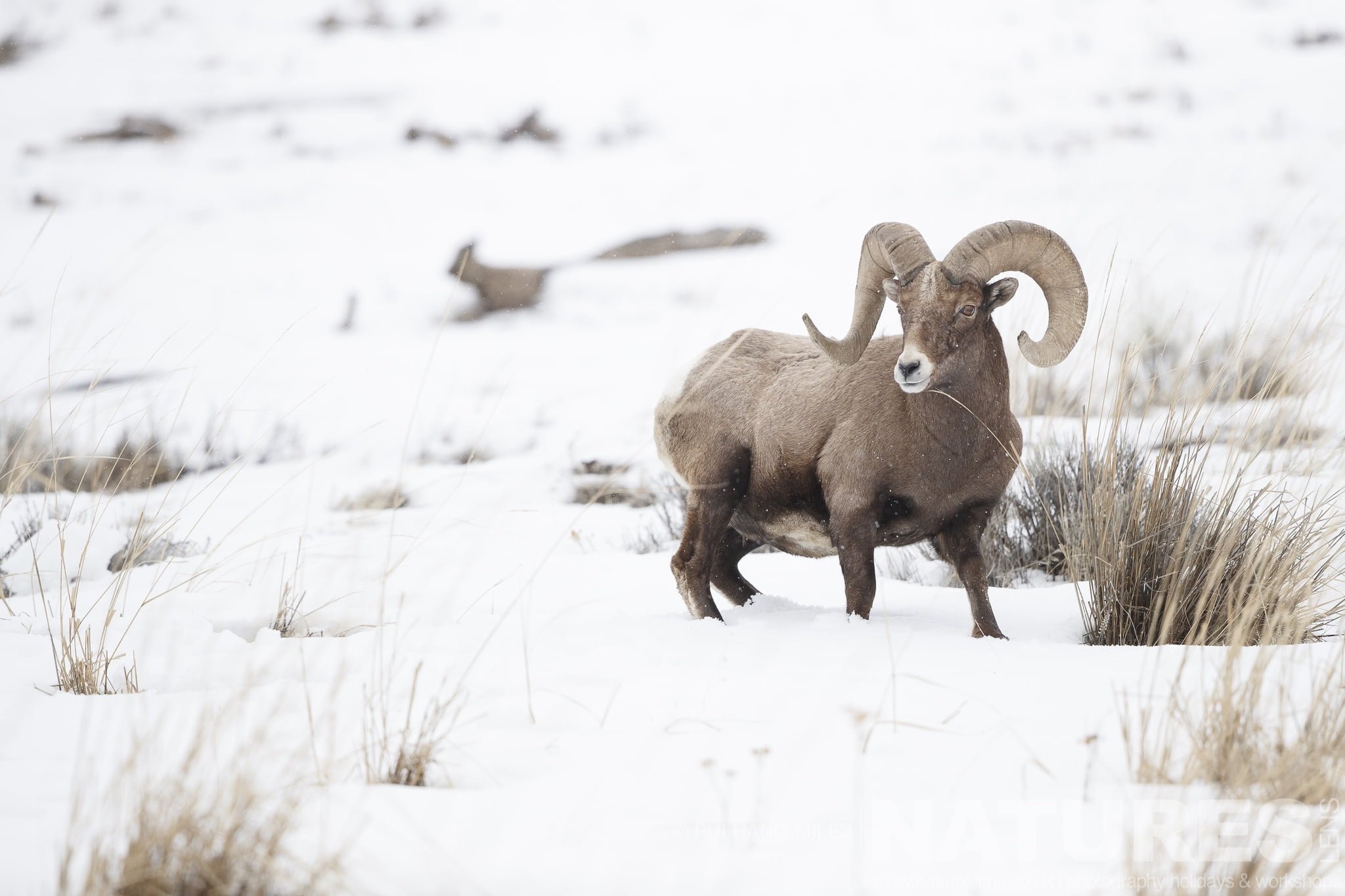 One Of Yellowstone'S Bighorn Sheep Walking Across The Snow Typical Of The Type Of Image That You Will Capture During The Wildlife Of Yellowstone In Winter Photography Holiday