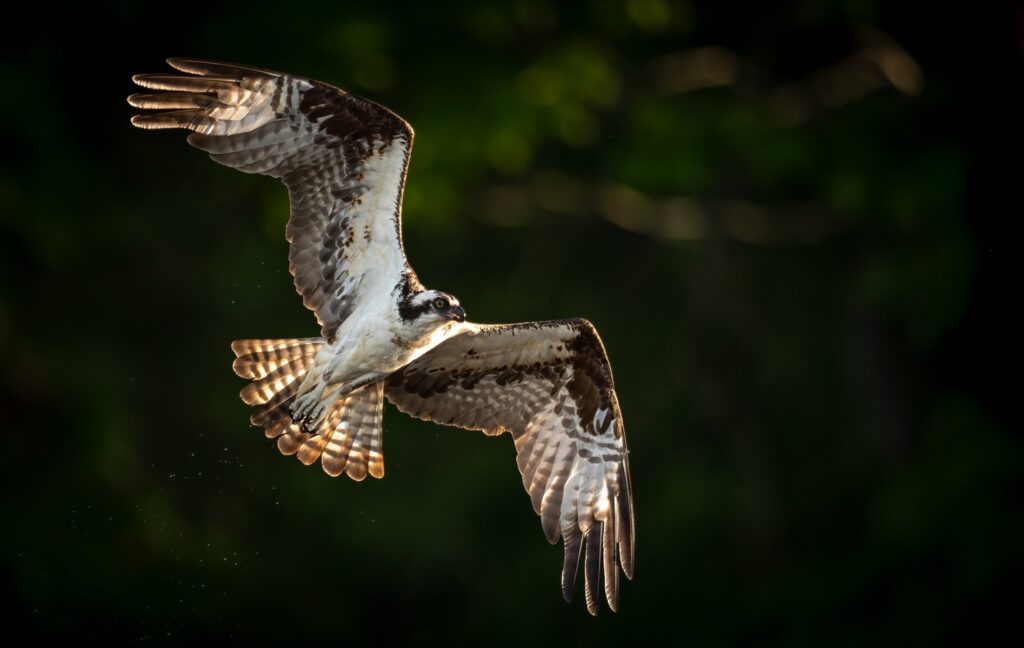 Photograph the Ospreys & other Birdlife of Florida