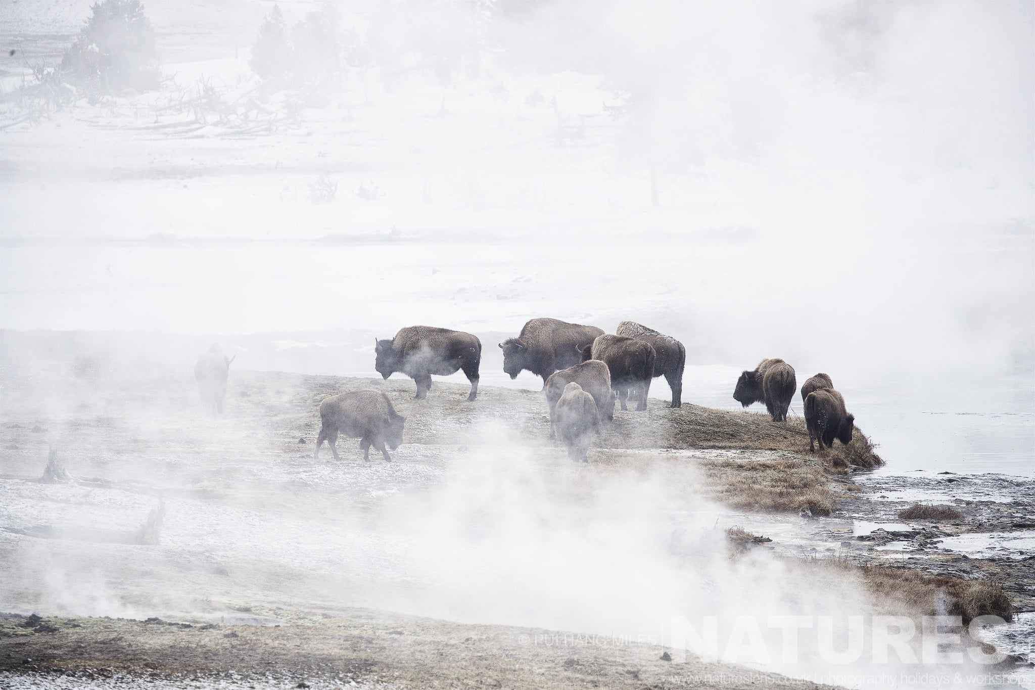 A Group Of Yellowstone'S Bison Alongside One Of The Thermal Areas Typical Of The Type Of Image That You Will Capture During The Wildlife Of Yellowstone In Winter Photography Holiday
