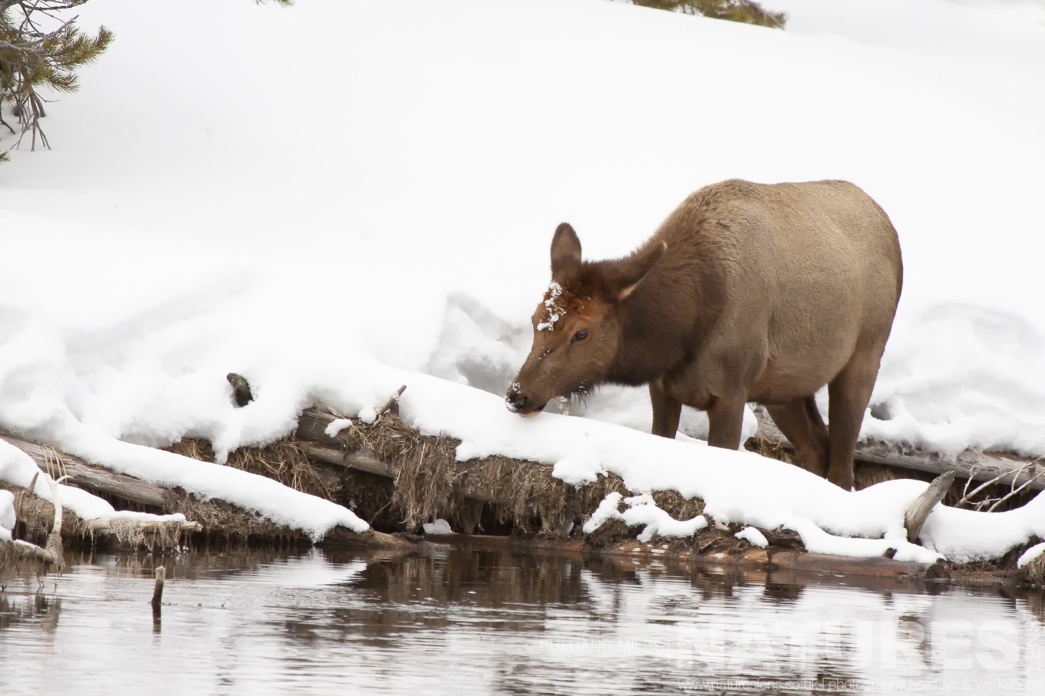 An Elk Drinks From The River Typical Of The Type Of Image That You Will Capture During The Wildlife Of Yellowstone In Winter Photography Holiday