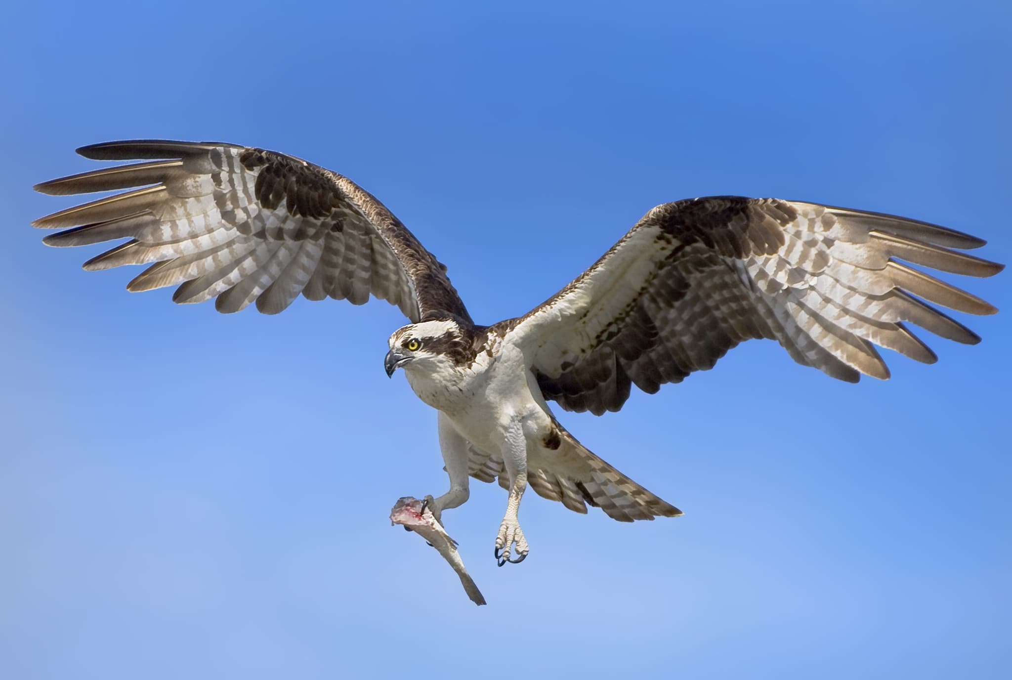 An image typical of those we hope you will capture during the Ospreys & other Birdlife of Florida photography holiday