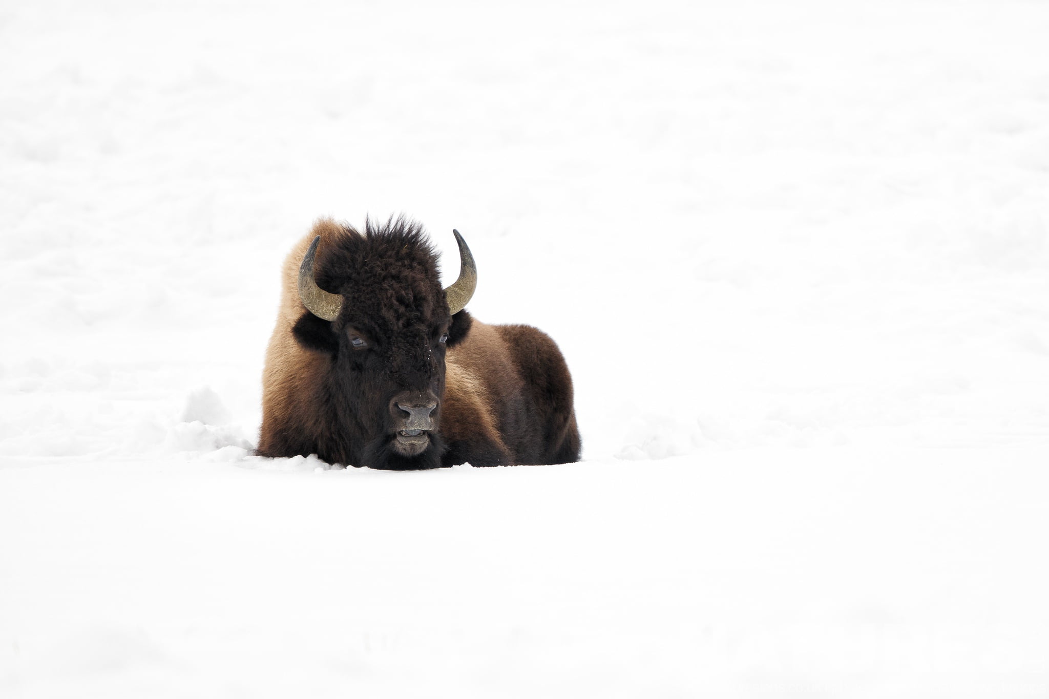 One Of Yellowstone'S Bison Resting In The Snow Typical Of The Type Of Image That You Will Capture During The Wildlife Of Yellowstone In Winter Photography Holiday