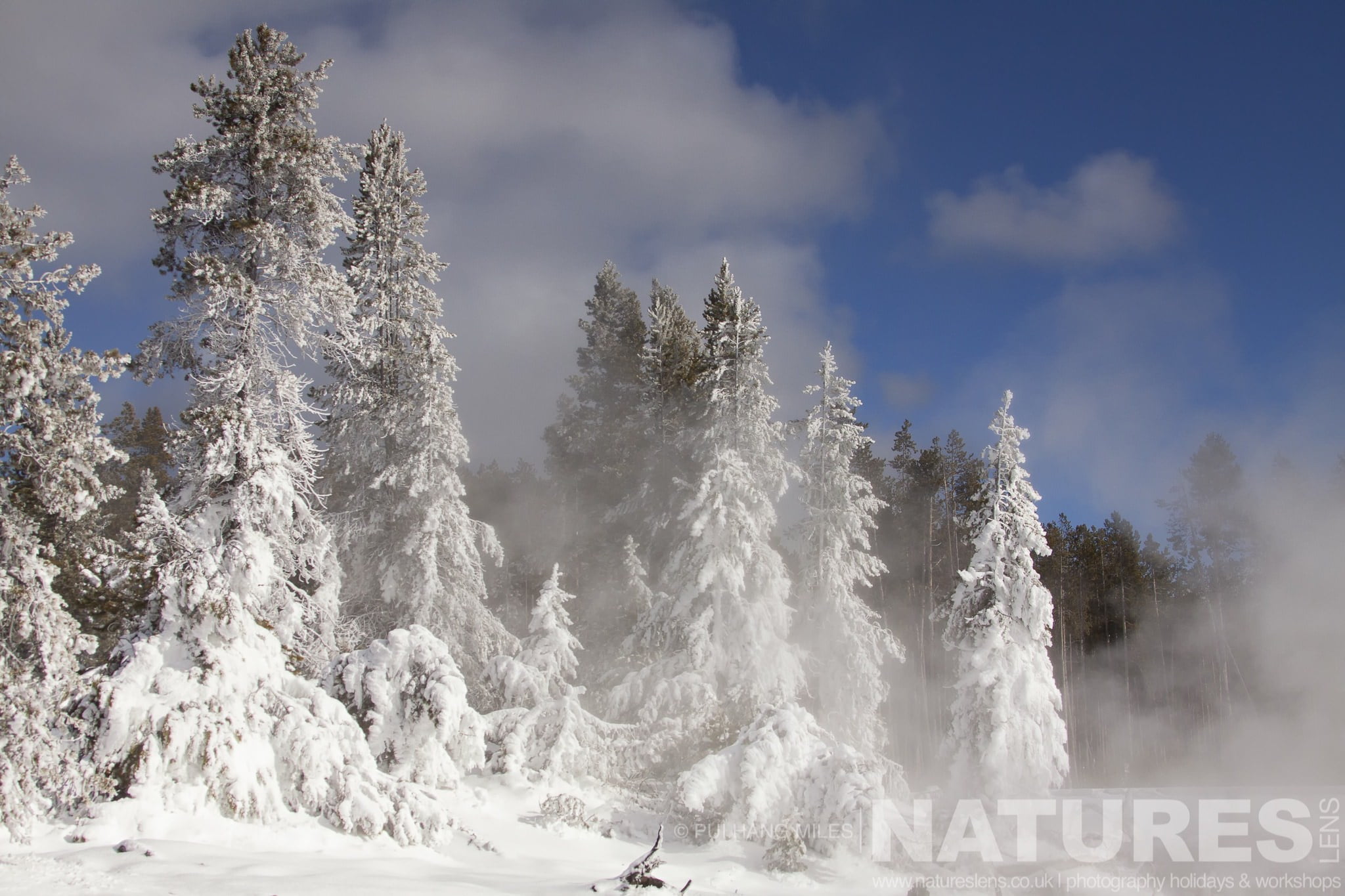 Snow Clad Trees Make For Impressive Images Typical Of The Type Of Image That You Will Capture During The Wildlife Of Yellowstone In Winter Photography Holiday