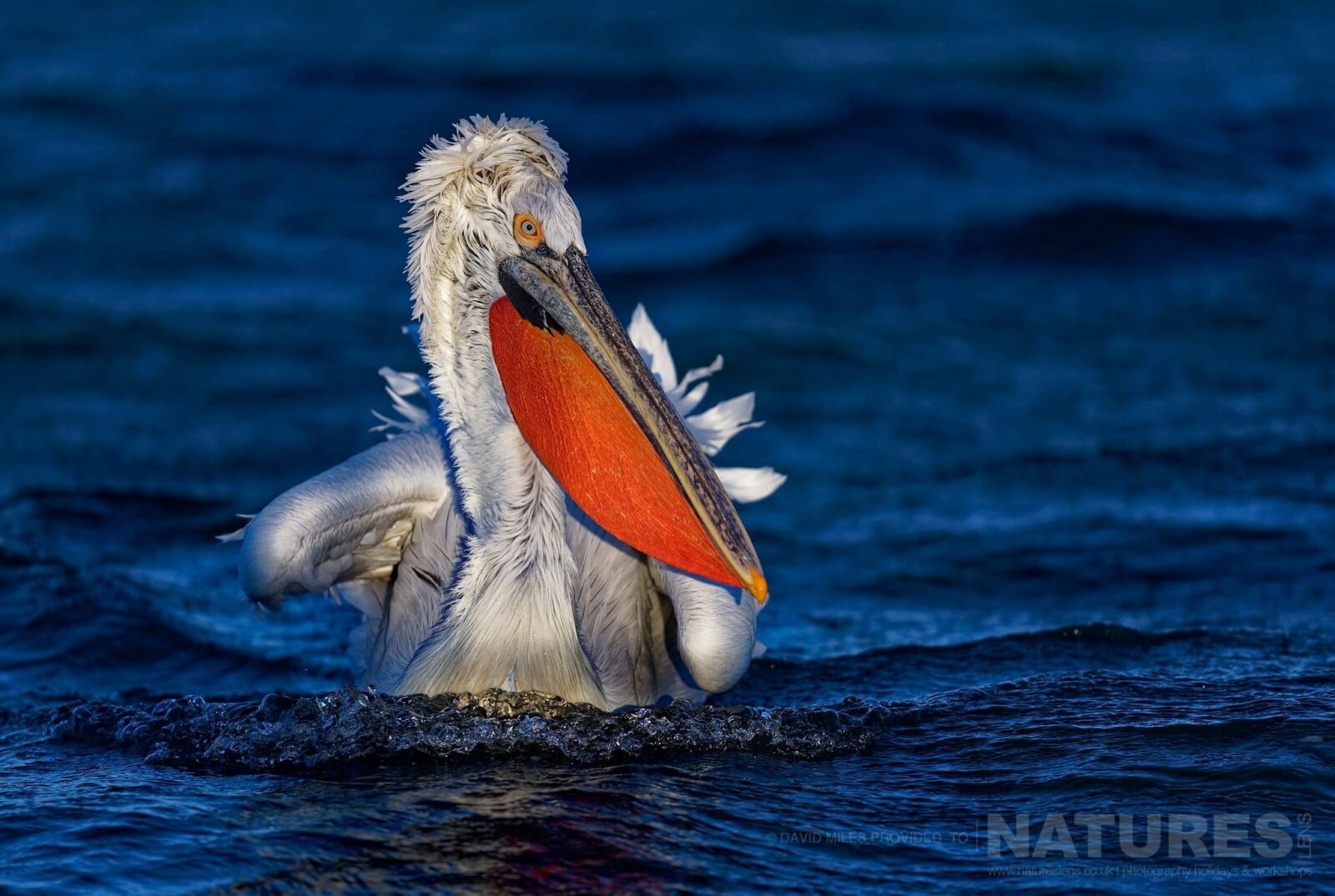 One Of Lake Kerkini's Dalmatian Pelicans On The Deep Blue Waters Of The Lake