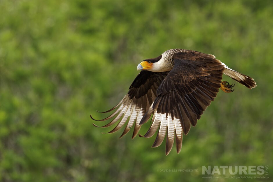 A Crested Caracara In Flight Photographed In Texas Photographed By David Miles