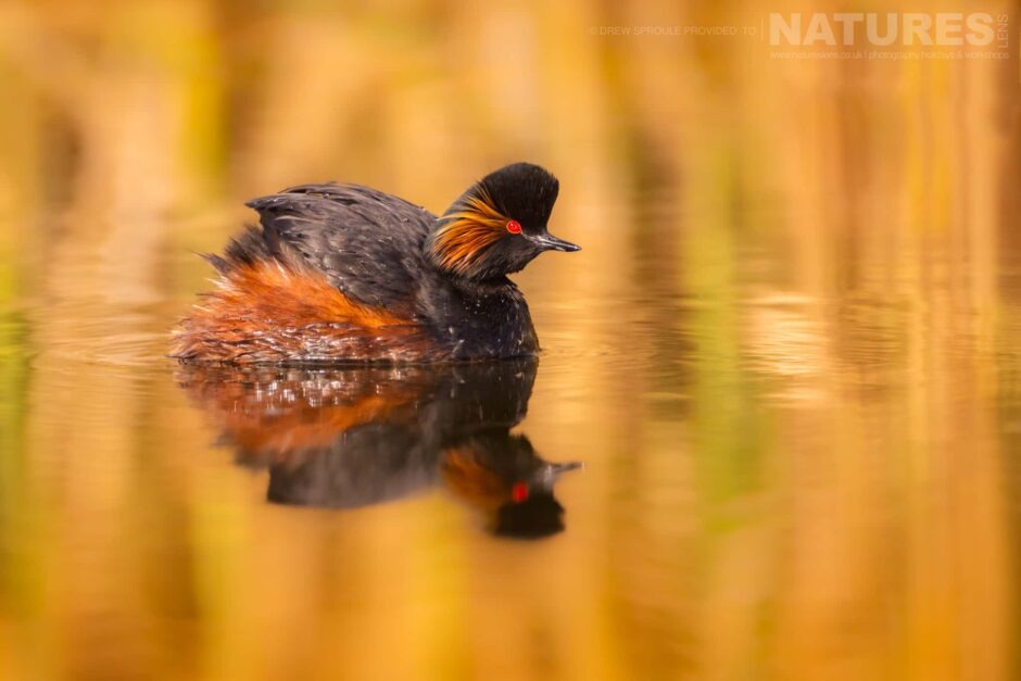 A Black Necked Grebe Drifts On The Waters Of The Lagoon Photographed On The Estate That The Natureslens Spring Birdlife Of La Mancha Photography Holiday Is Hosted Upon